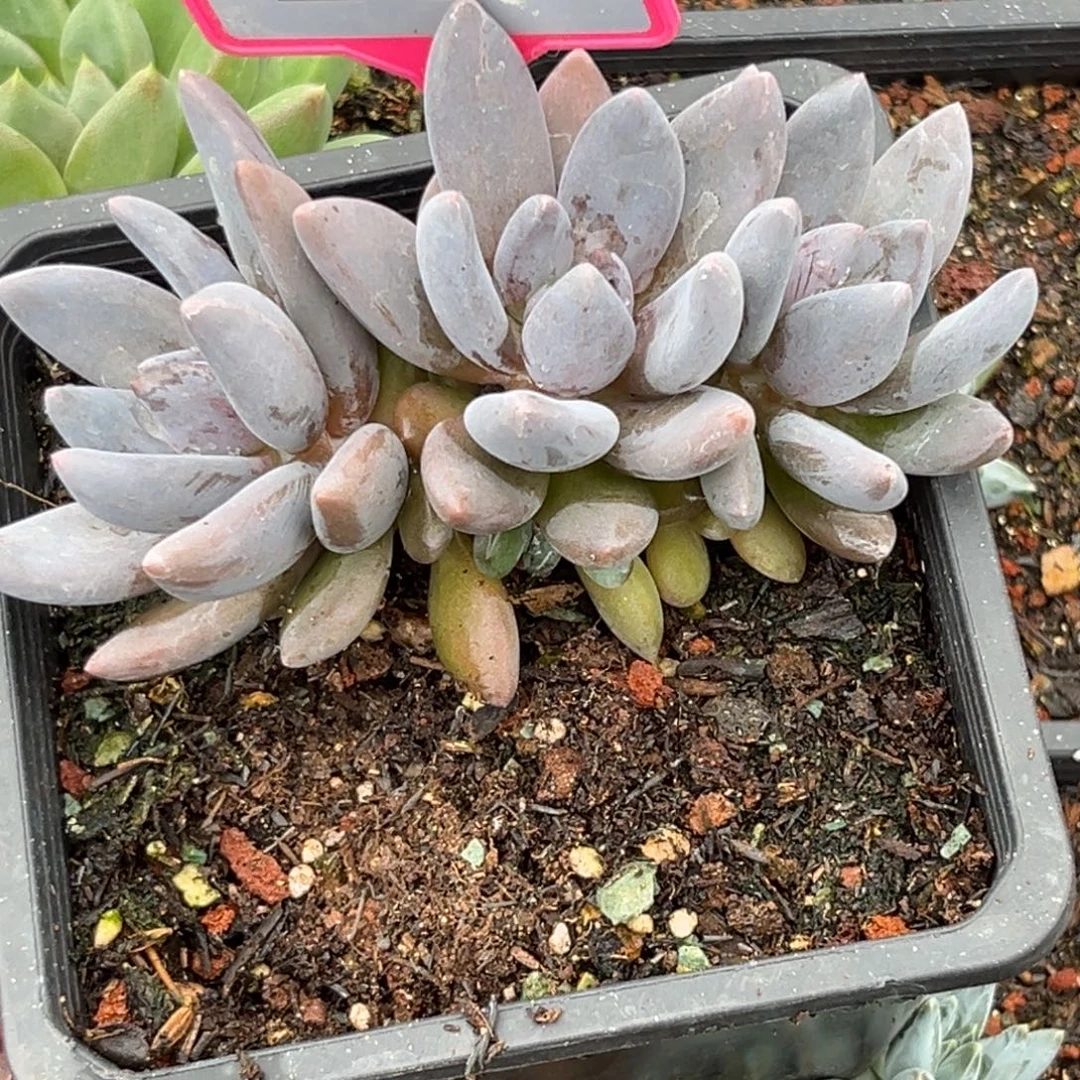 多肉植物黑桃美人241