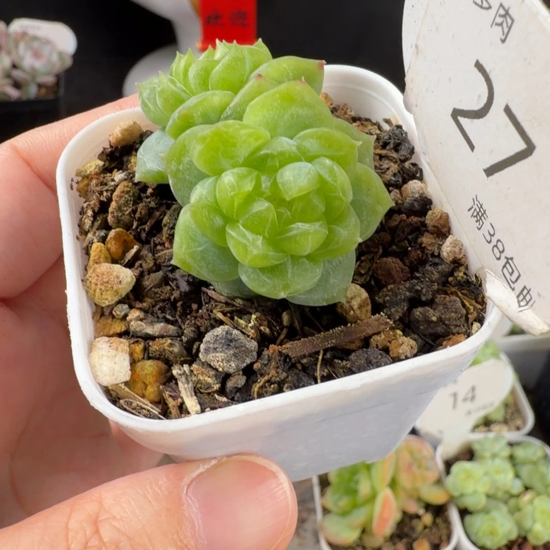 珍妮双头福利27号