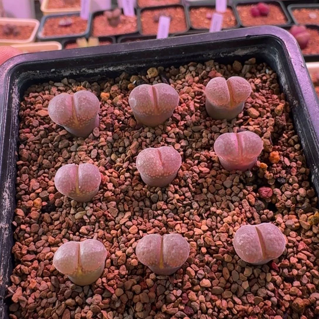 E****1云缦精品番杏12.27 日系c10