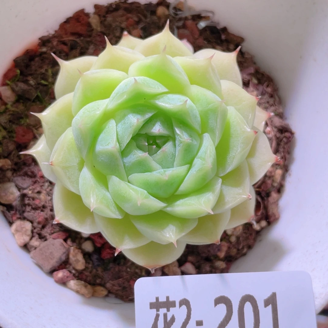 花利美 2-201麦秆