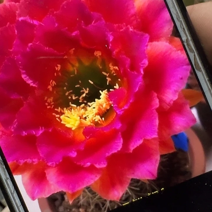 春春侧芽5公分毛花柱