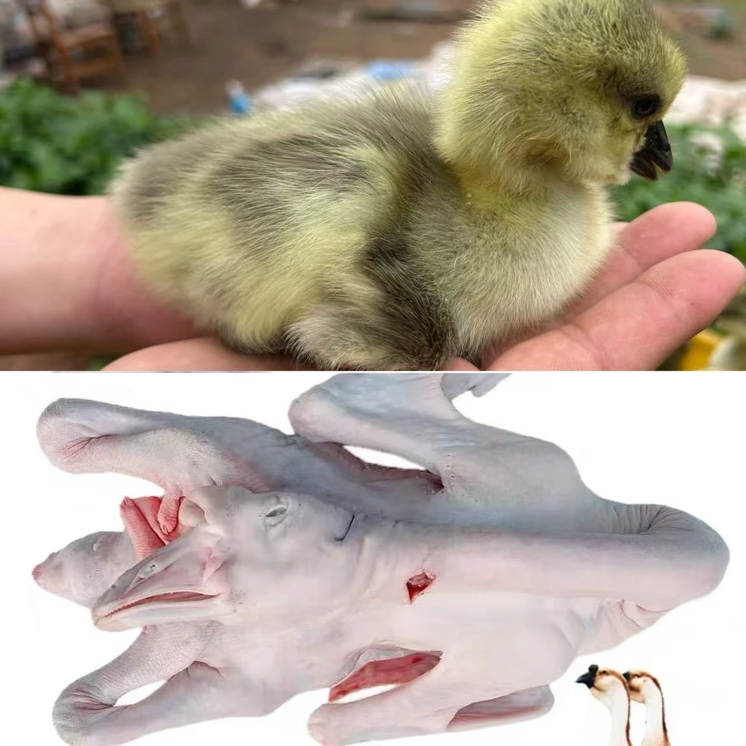 广东特大种【小狮头鹅肉】2-3两鲜肉