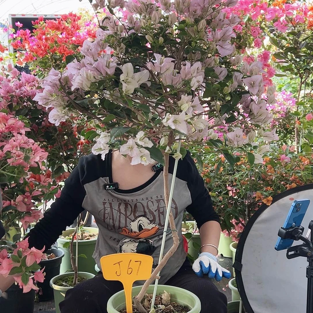 远***么大部分花苞少量开放J67苹果花