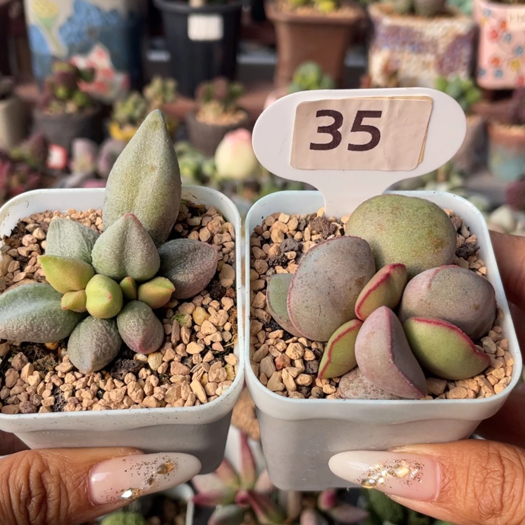 哈弗，白肌红蛋。