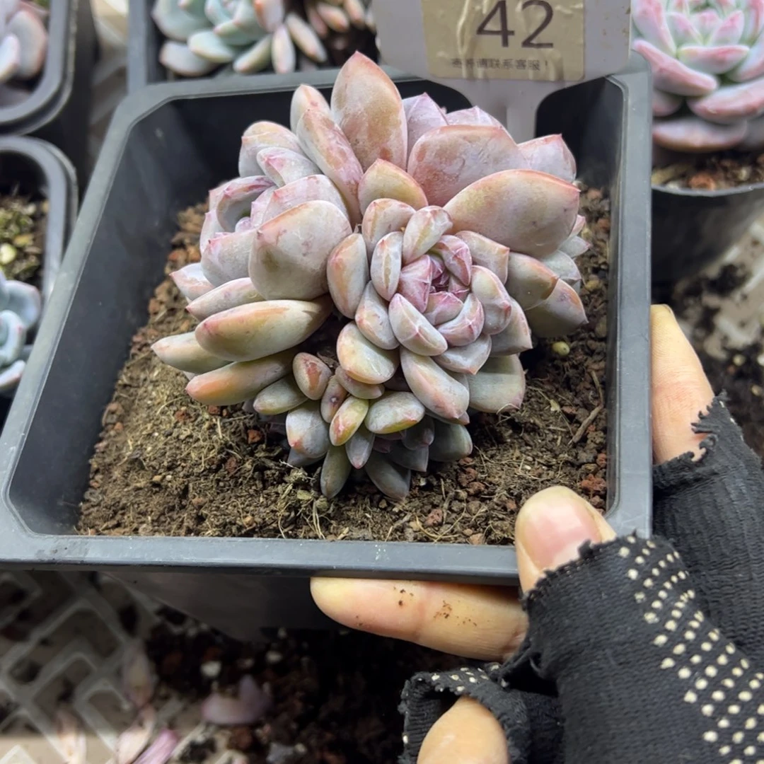 红陶c**i42号多肉植物