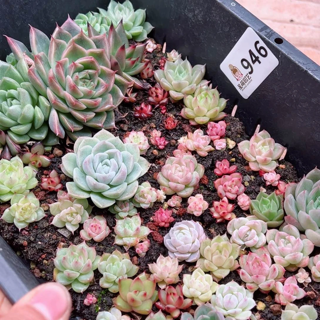 多肉植物多肉植物