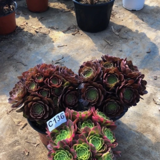 无花朵星*法师多肉植物136