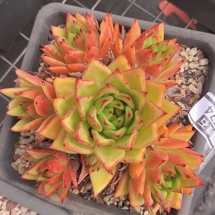 橙乌木2474多肉植物