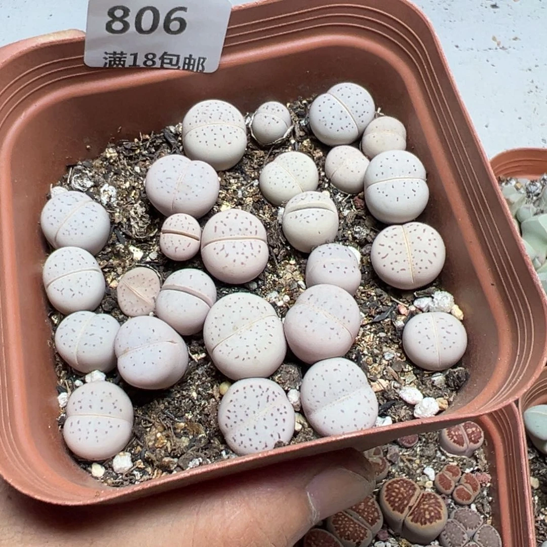 【闪购商品】 806。