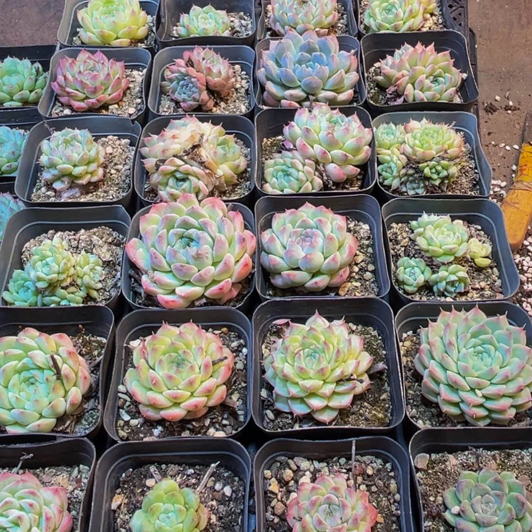 188多肉植物的生长发育规律及