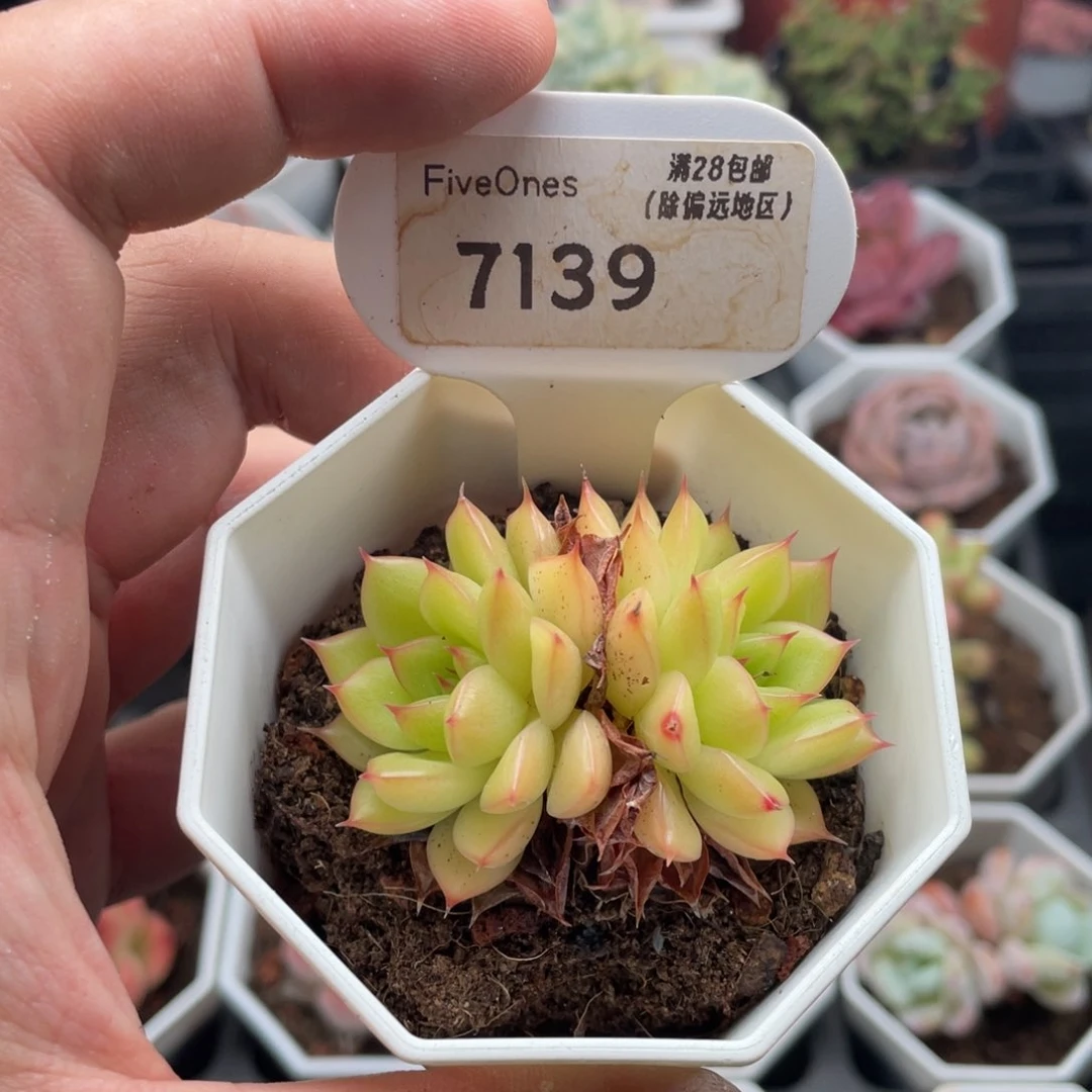 闪光7139-5.5厘米