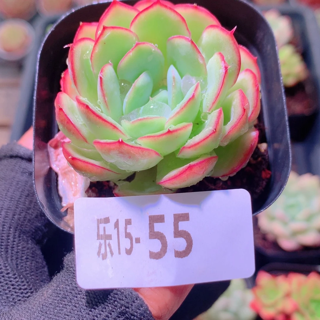 乐然15-55 草莓冰