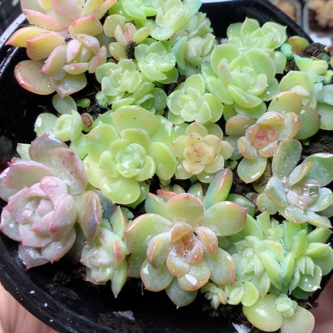无花朵W28梦幻泡影yyyy