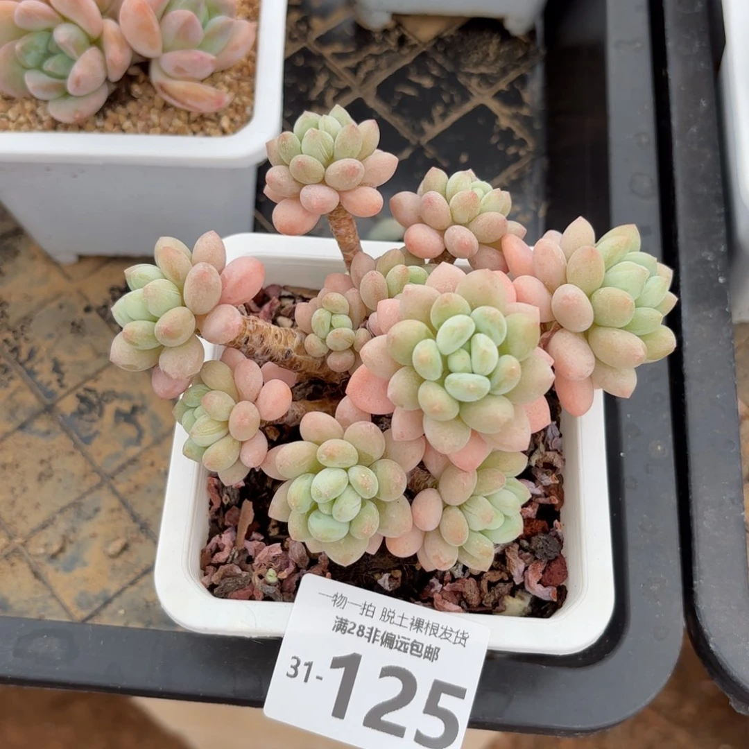 鱼子酱老桩多肉多肉多肉多肉