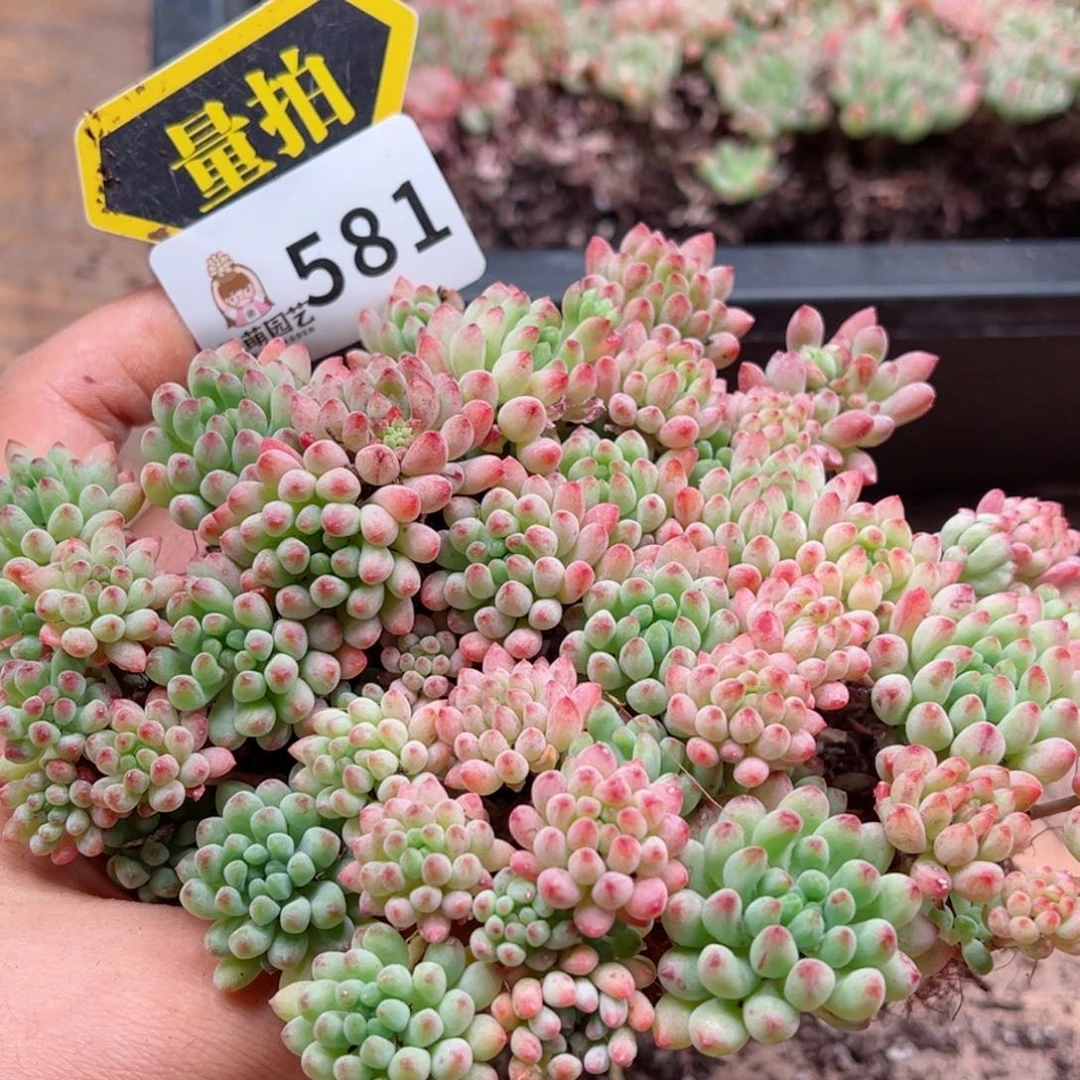 多肉植物多肉植物