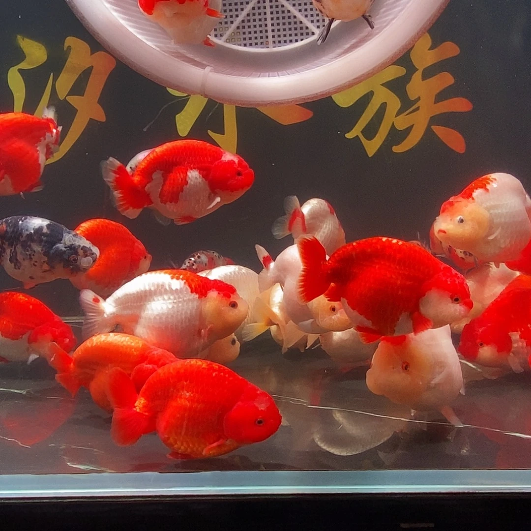 我***呀海水鱼兰寿观赏鱼