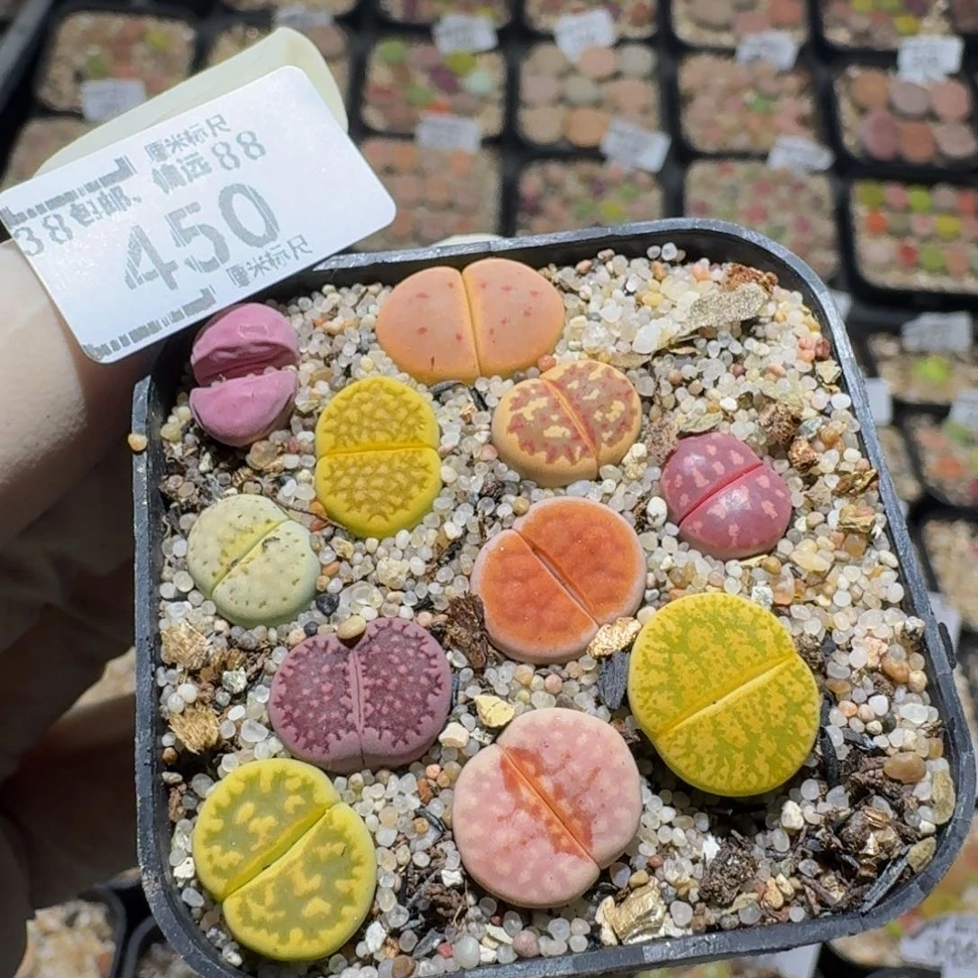 Zzz生生花肉锥450