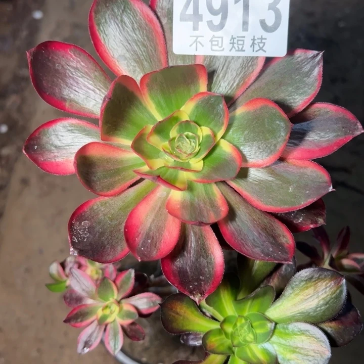 无毒锦多肉有修4913