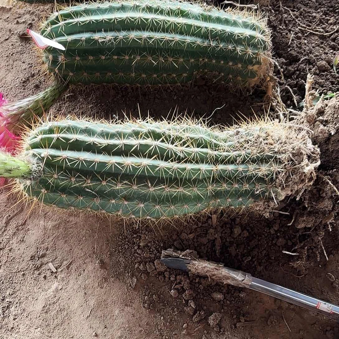 136 毛花柱带根瑕疵