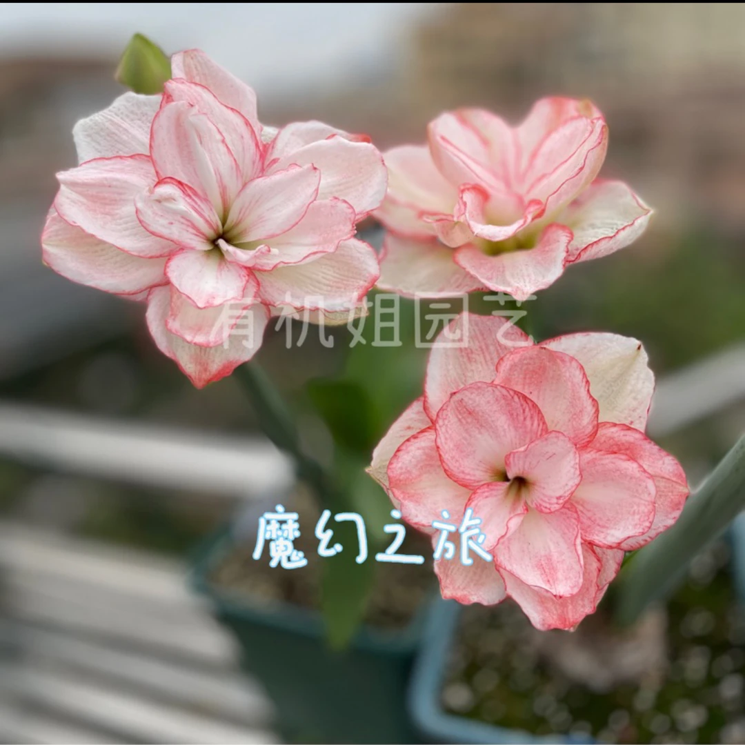 有机姐园艺［魔幻之旅］澳朱品种朱顶红