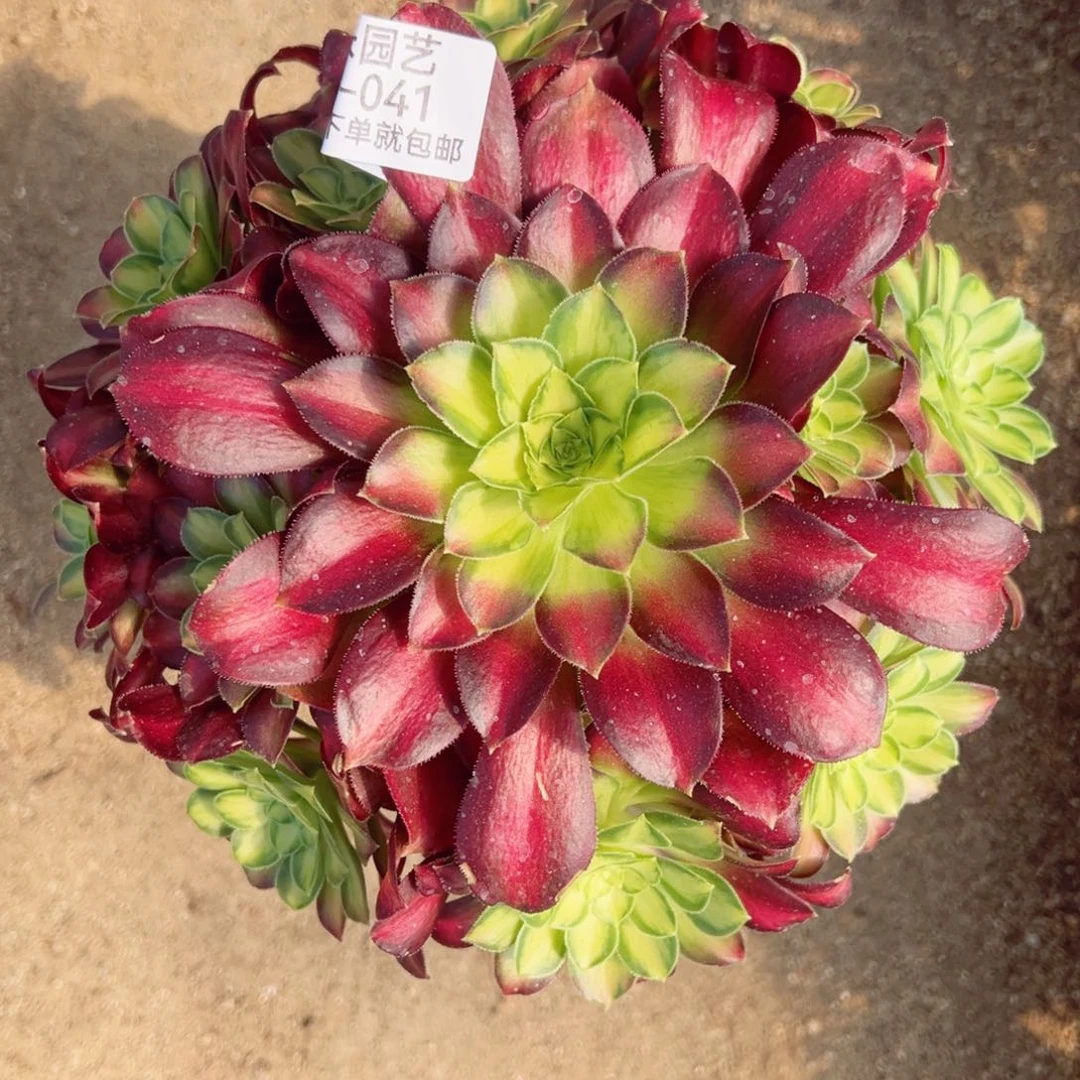 韶华多肉植物041
