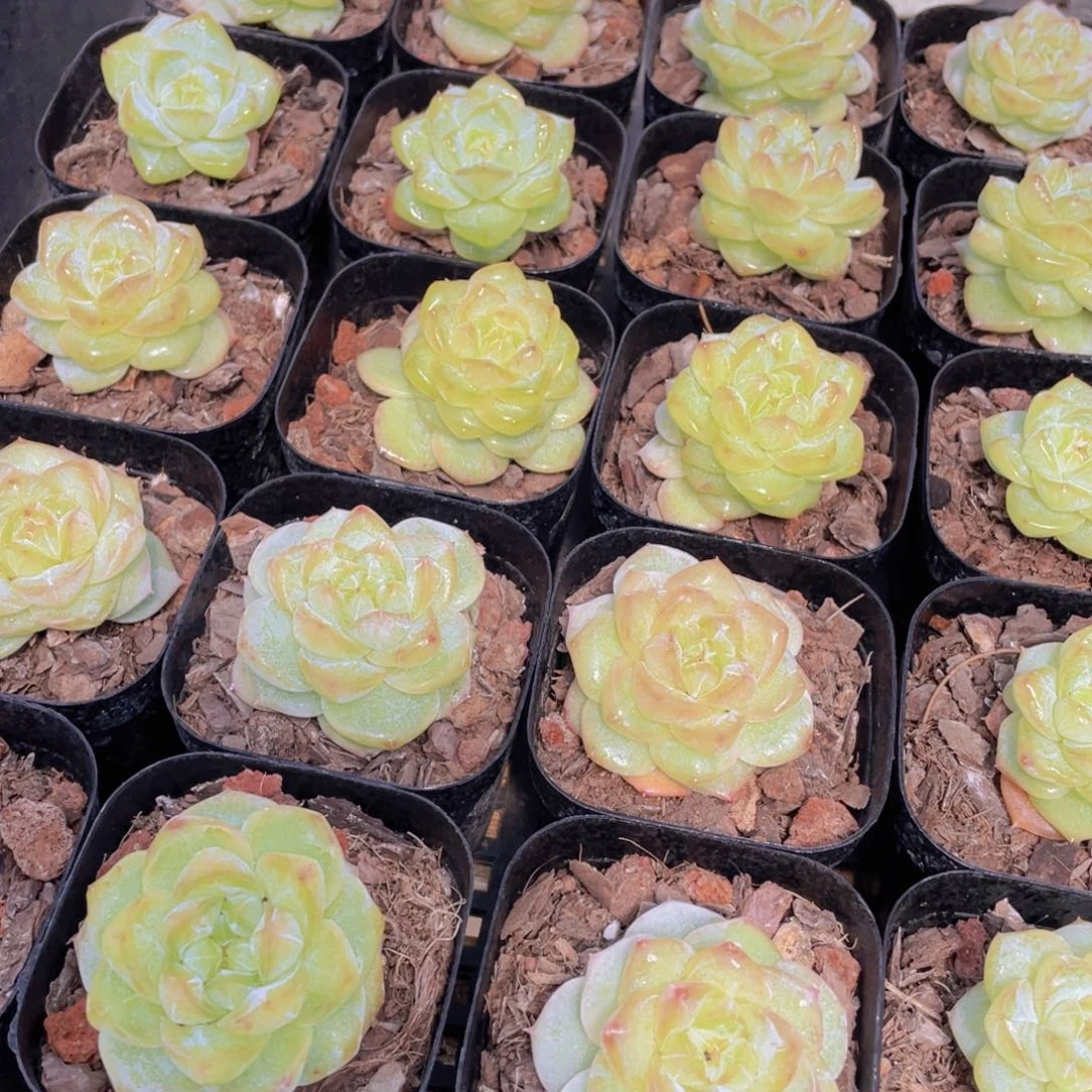 量拍20号 优选水晶粉钻单头一个