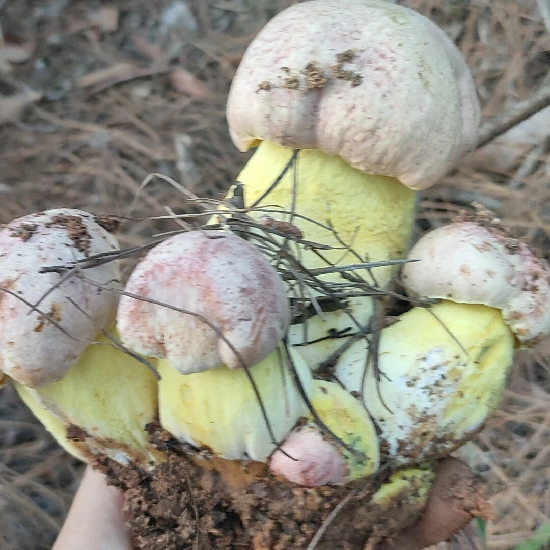 云南白葱牛肝菌应季新鲜上市产地直发顺丰包邮