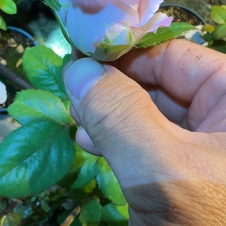 无花朵纳耶利中苗