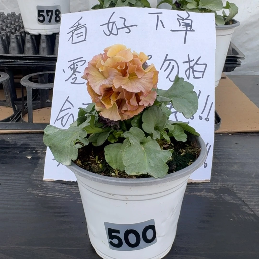 全部花朵500号洛可可