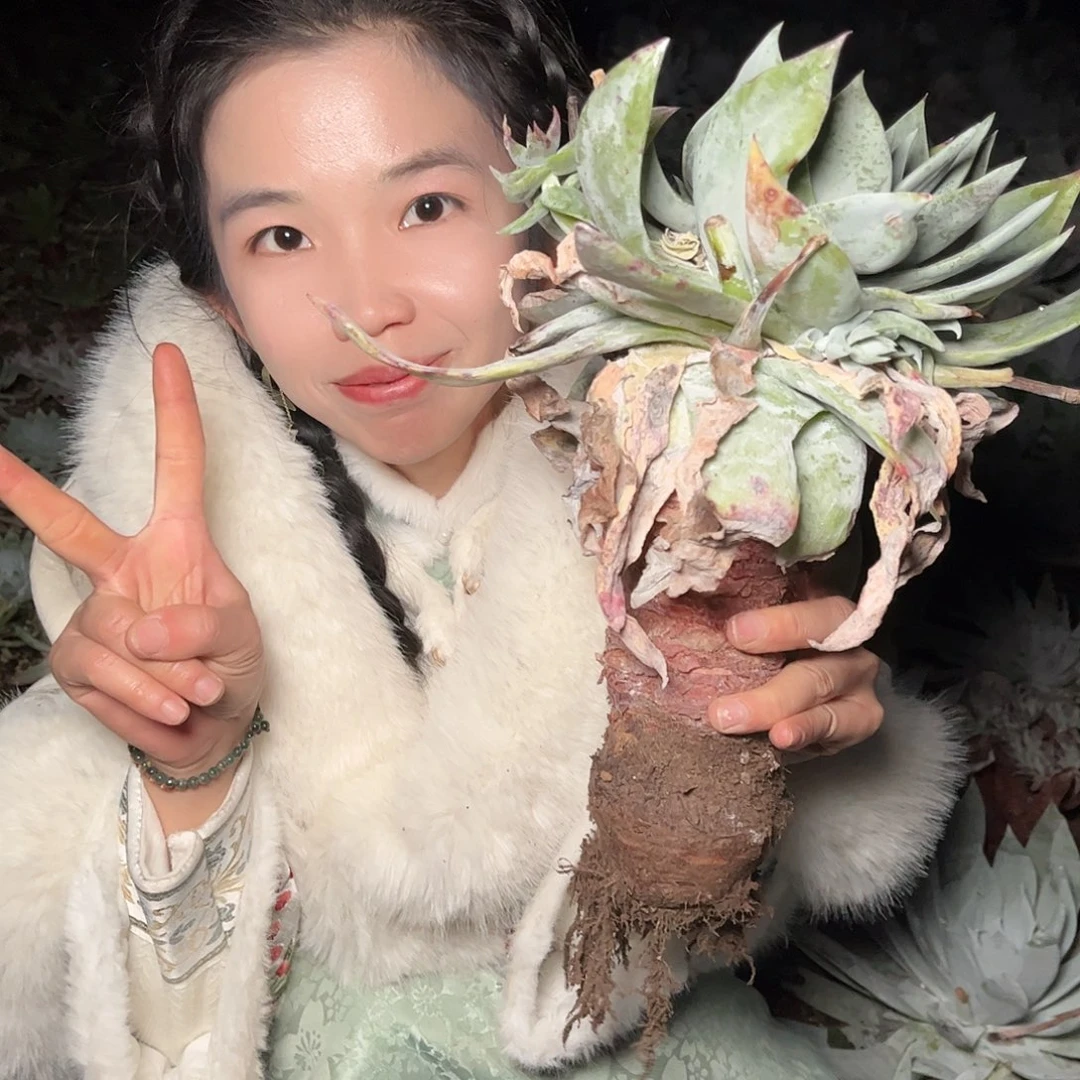 立**…8478雪山多肉仙女杯