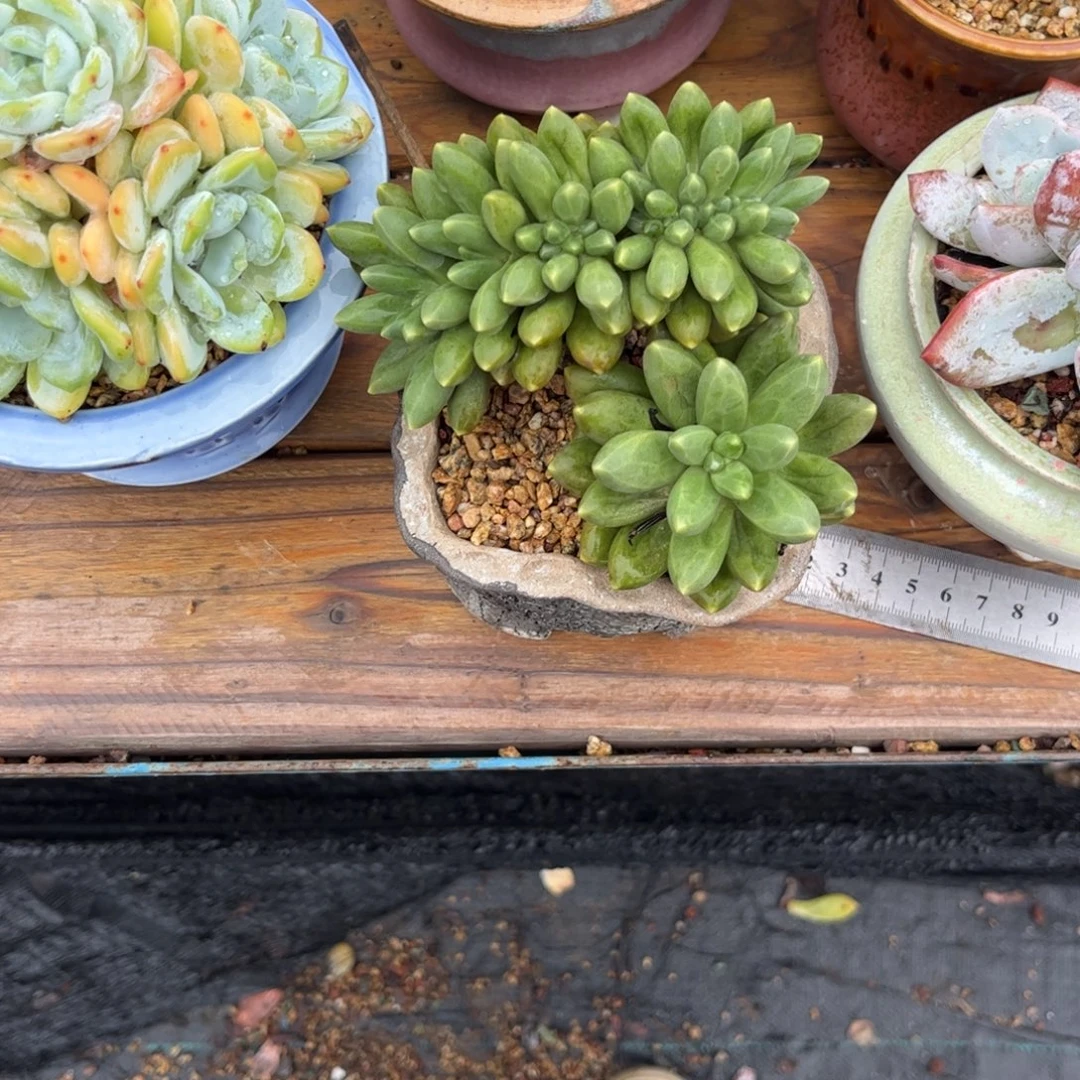 兰***多肉植物11111111