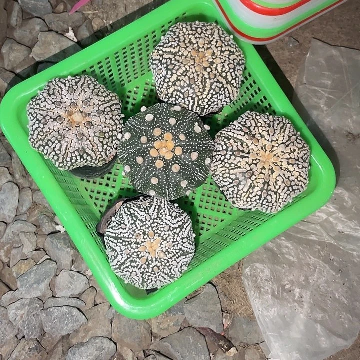 完全开放徕****。特价9 60