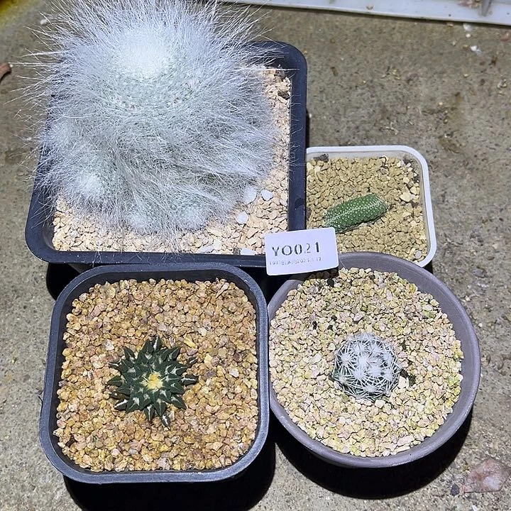 紫砂花盆臭****YO021已配已配