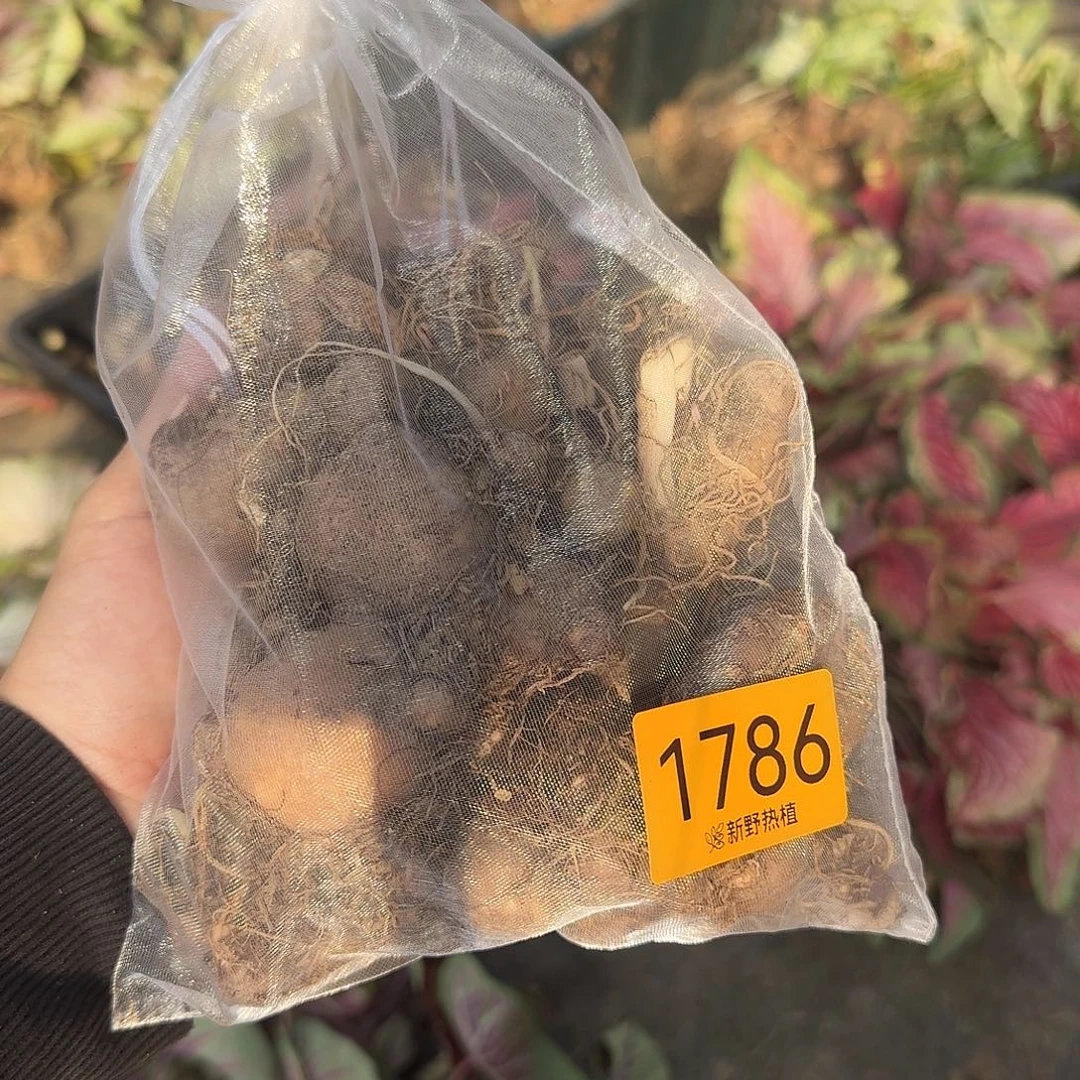完全开放1786盲盒种球裸球不售后开播福利