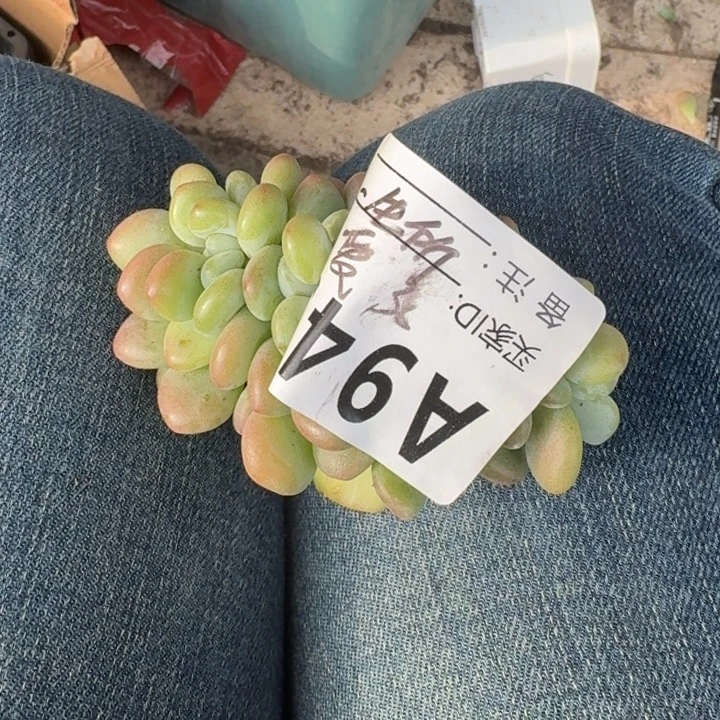 多肉植物洛神缀化