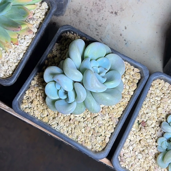 玉麒麟群生双头多肉