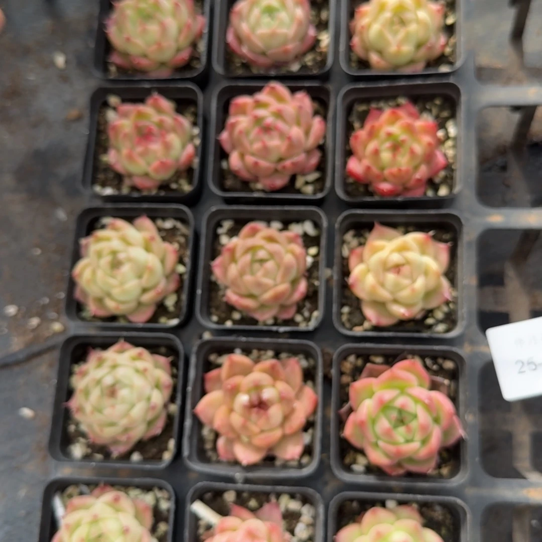 红麦秆18颗量拍25-46+冰玉