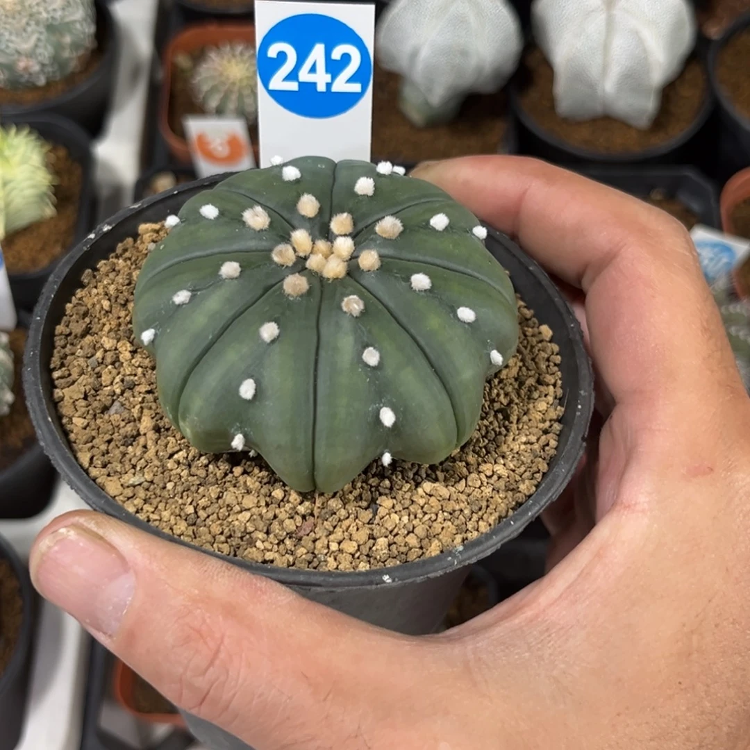 242实生海星兜带盆带土