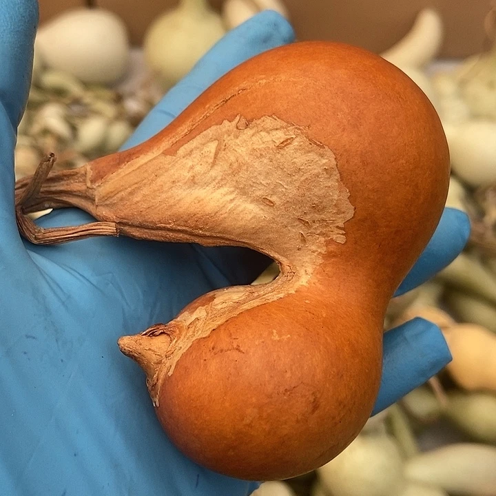 直播间里的拍品链接