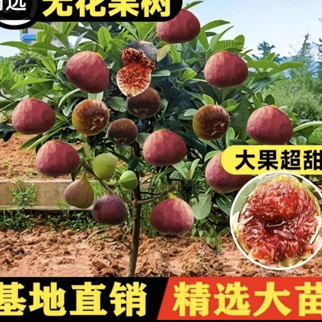 精品无花果树苗基地直发原盆原土带果发货南北方种植