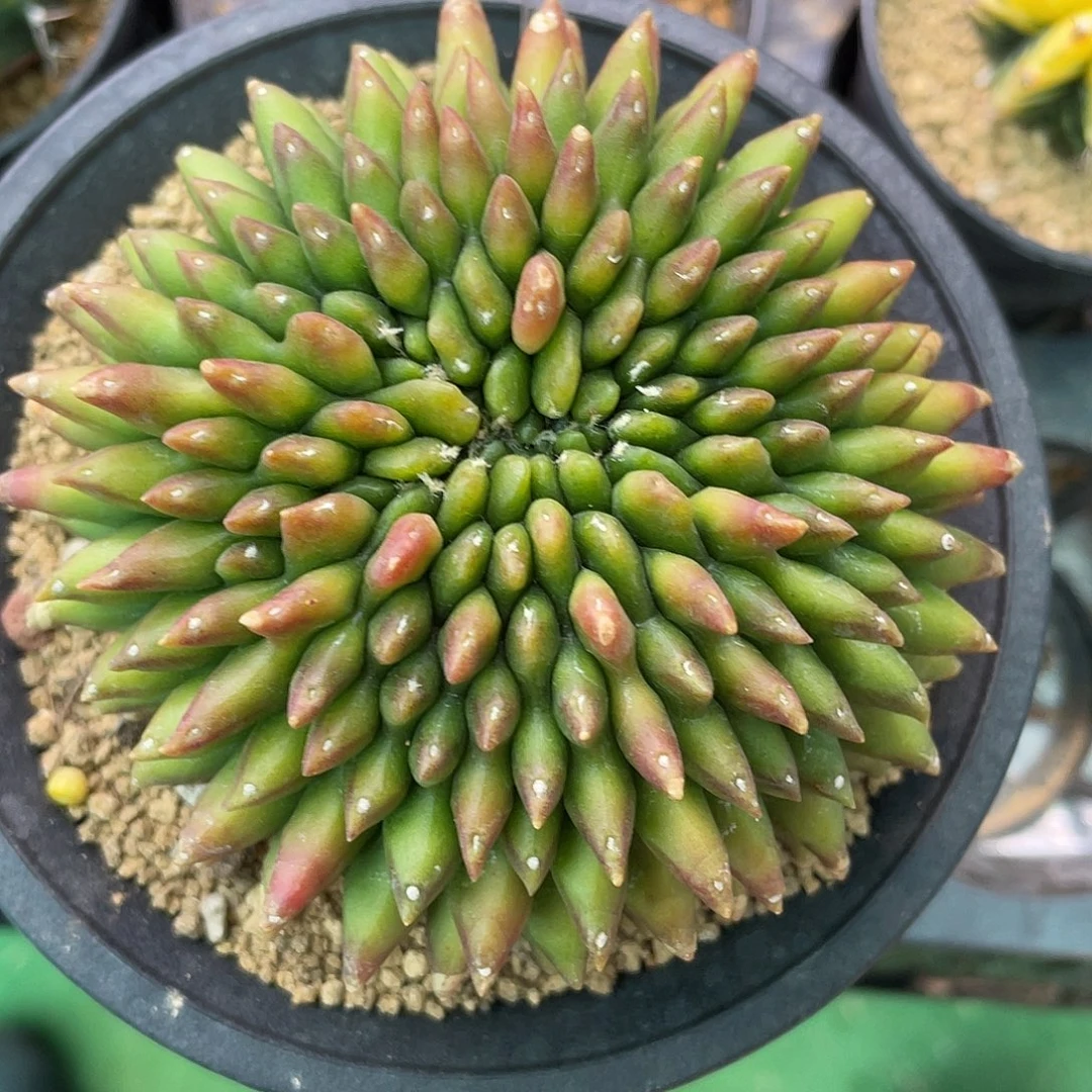 1_239貘缀化9厘米