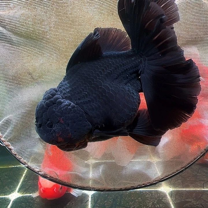 金鱼百褶泰狮压成41