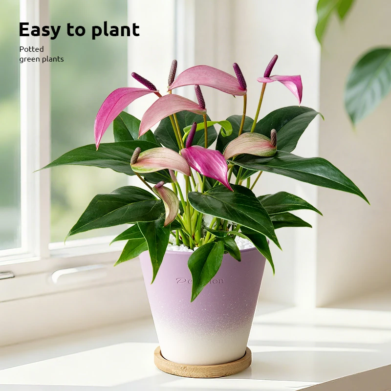 紫掌齐祖盆栽带花苞一帆风顺客厅办公室桌面好养室内开花绿植花卉