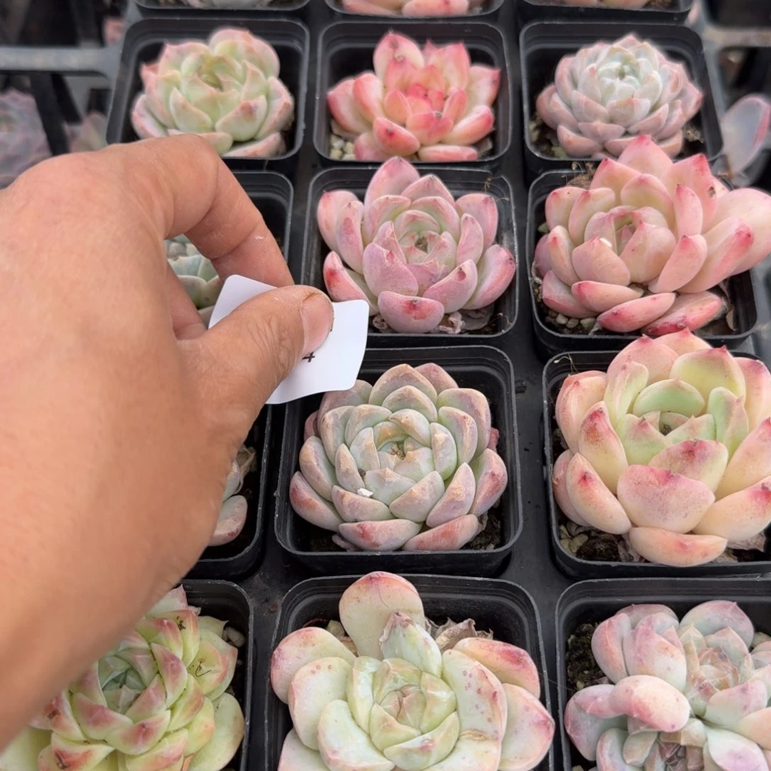 日白梦露48颗带托架量拍17-4