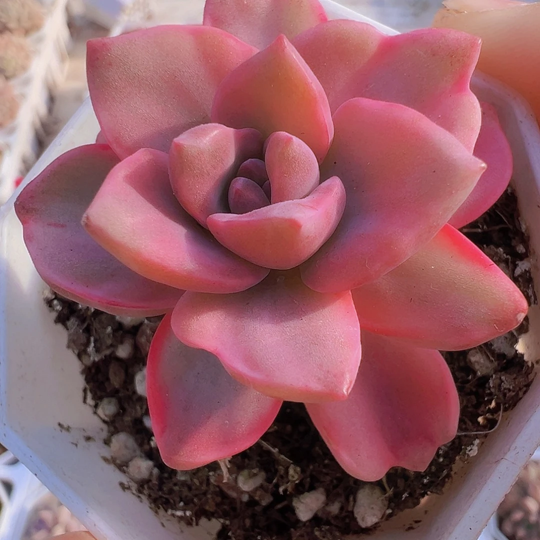 彩虹糖锦19包邮多肉植物