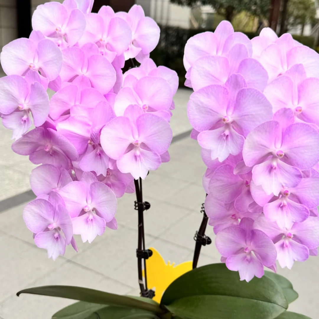神仙姐姐5.0成熟苗不带花带花剑