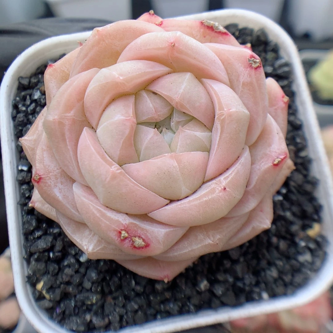 多肉植物。 糖心53