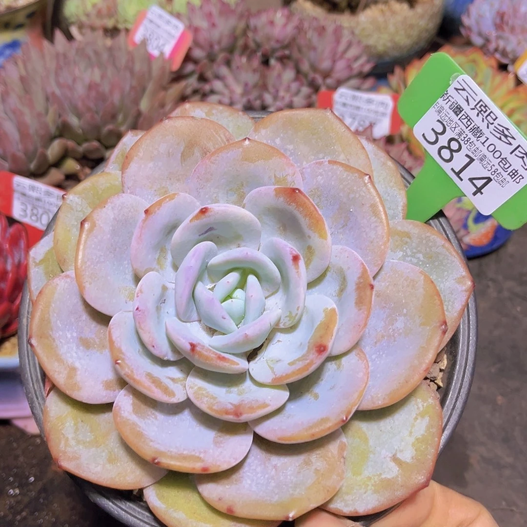 3814奶茶多肉植物