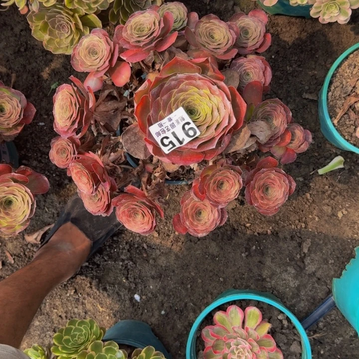 梅金花30-11包邮花花