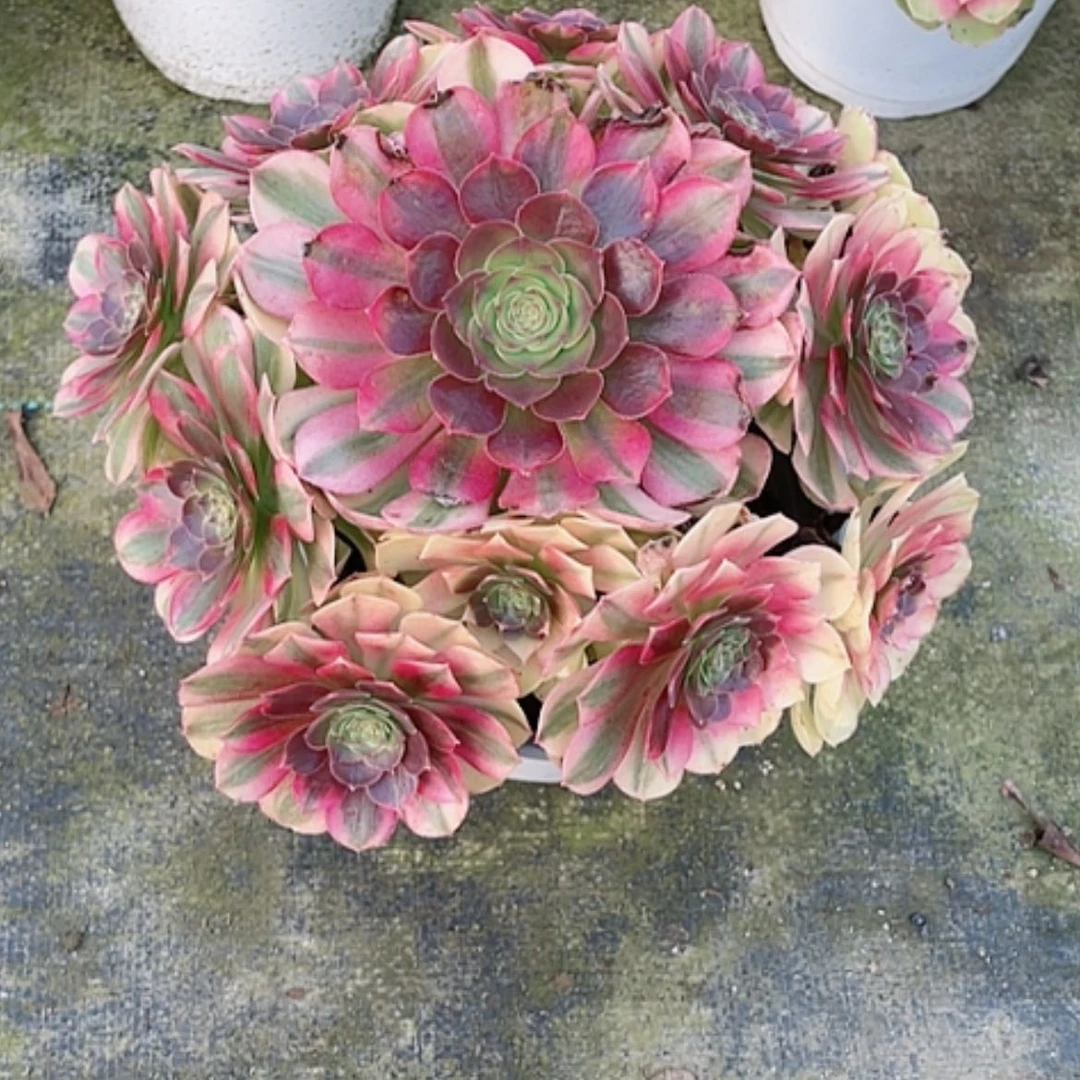 【闪购商品】芬*?法师好看也好养